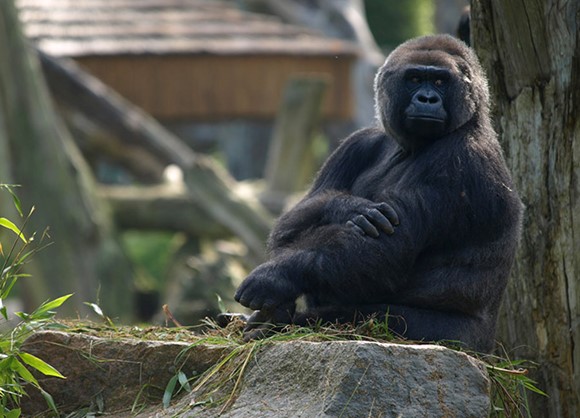 Discover the Go Wild Gorillas trail out west