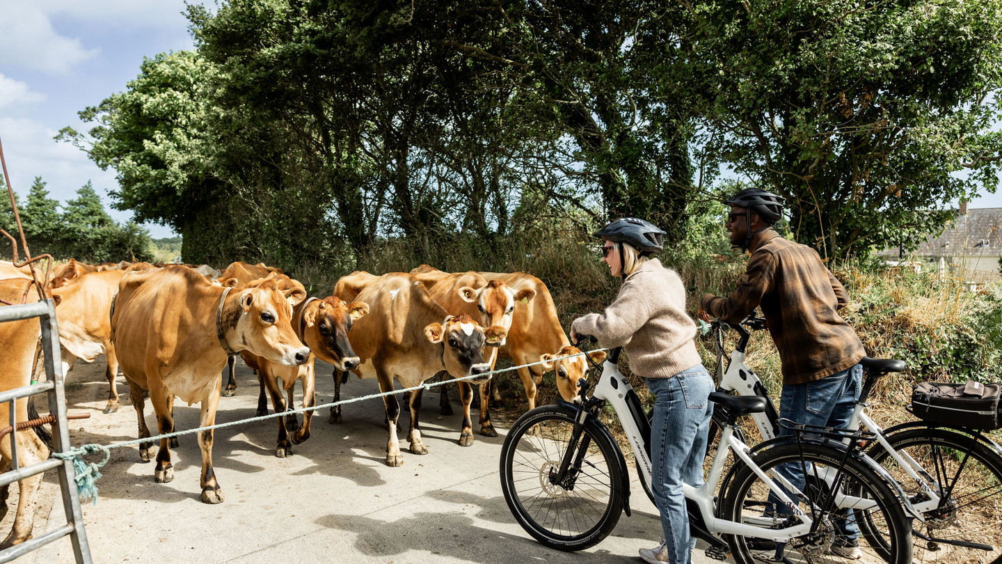 Stmary Cows ALG 10317