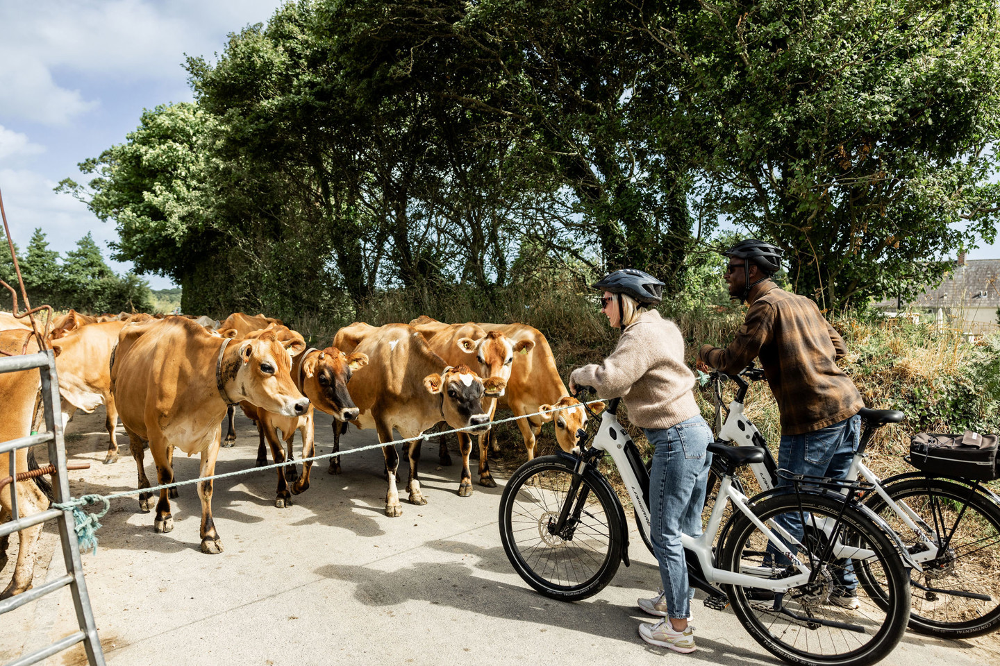 Stmary Cows ALG 10317