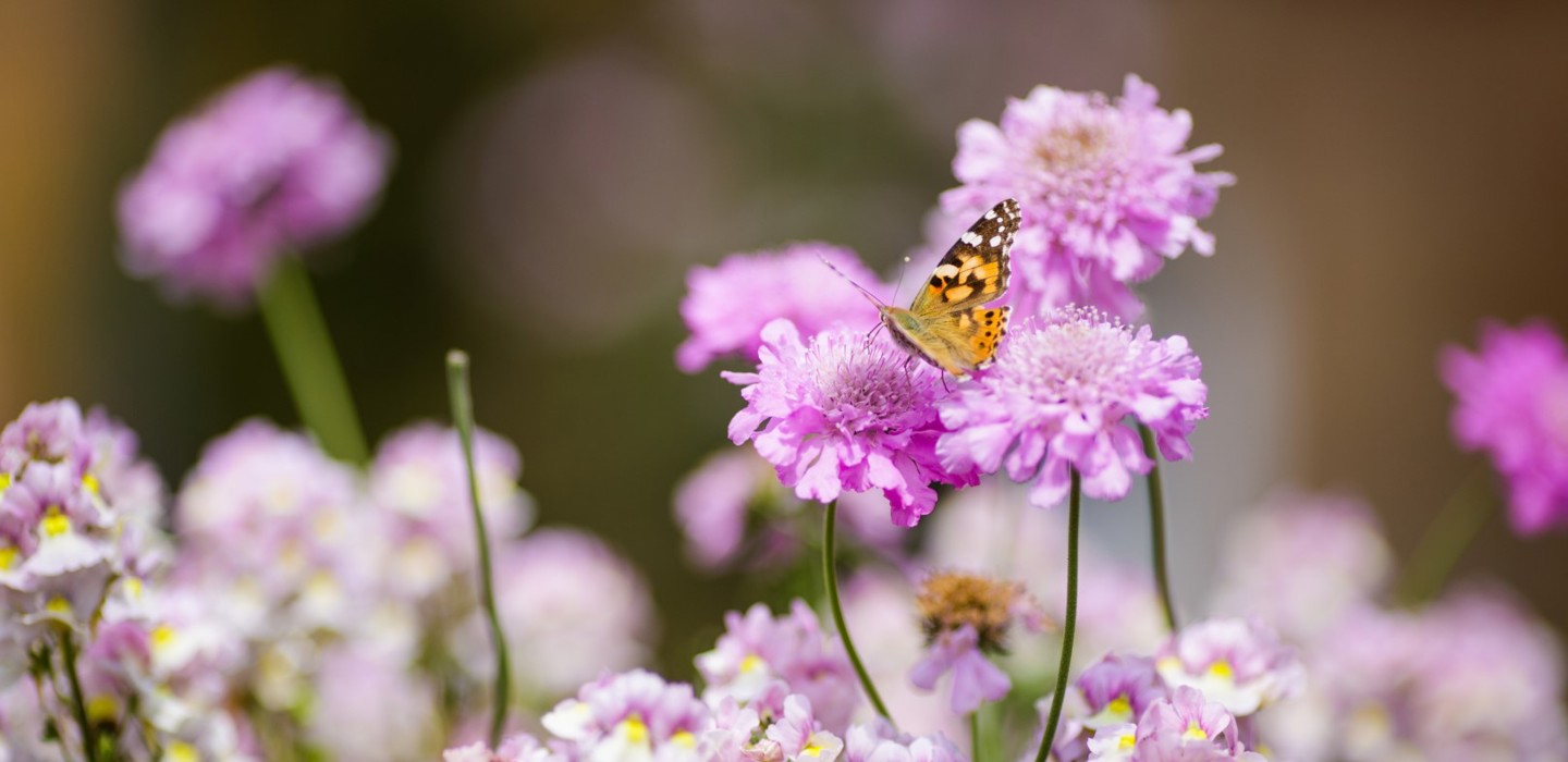 GH Garden Detail 4 (1)